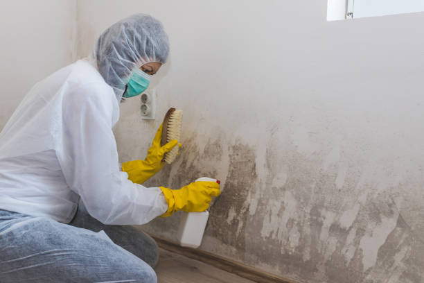 Home Mold Removal in Marseilles, IL